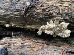 Hericium abietis