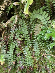 Osmolindsaea odorata