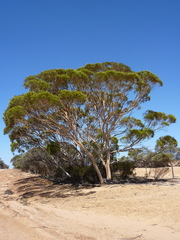 Eucalyptus ecdysiastes