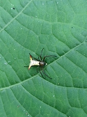 Micrathena lucasi
