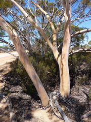 Eucalyptus ecdysiastes