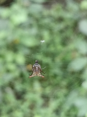 Micrathena lucasi