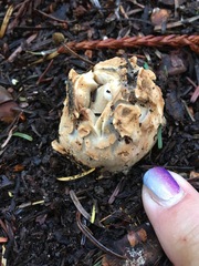 Daleomyces