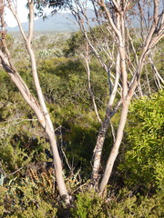 Eucalyptus decurva