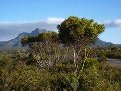 Eucalyptus decurva