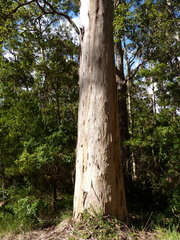 Eucalyptus diversicolor