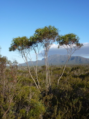 Eucalyptus decurva