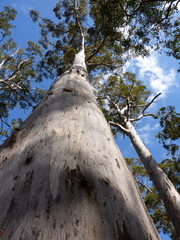Eucalyptus diversicolor
