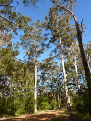 Eucalyptus diversicolor