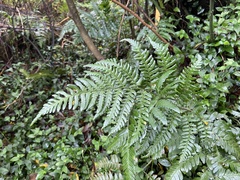 Dryopteris polita