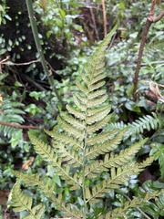 Dryopteris polita