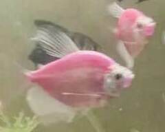 Gymnocorymbus ternetzi