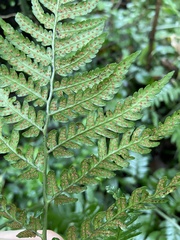 Dryopteris polita