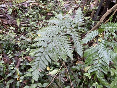 Dryopteris polita