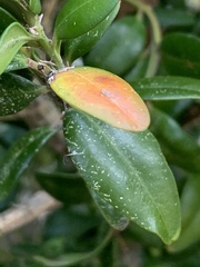 Eurytetranychus buxi