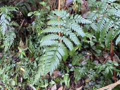 Dryopteris polita