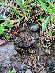Lithobates taylori