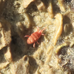 Microtrombidiidae