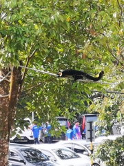Ratufa bicolor