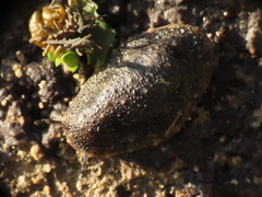 Onchidella nigricans