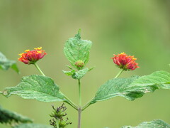 Lantana horrida