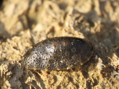 Onchidella nigricans