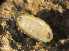 Onchidella nigricans