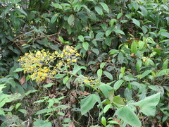 Munnozia