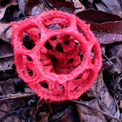 Clathrus cristatus
