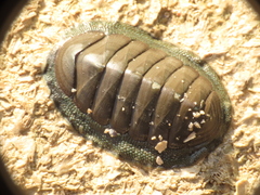 Chiton glaucus