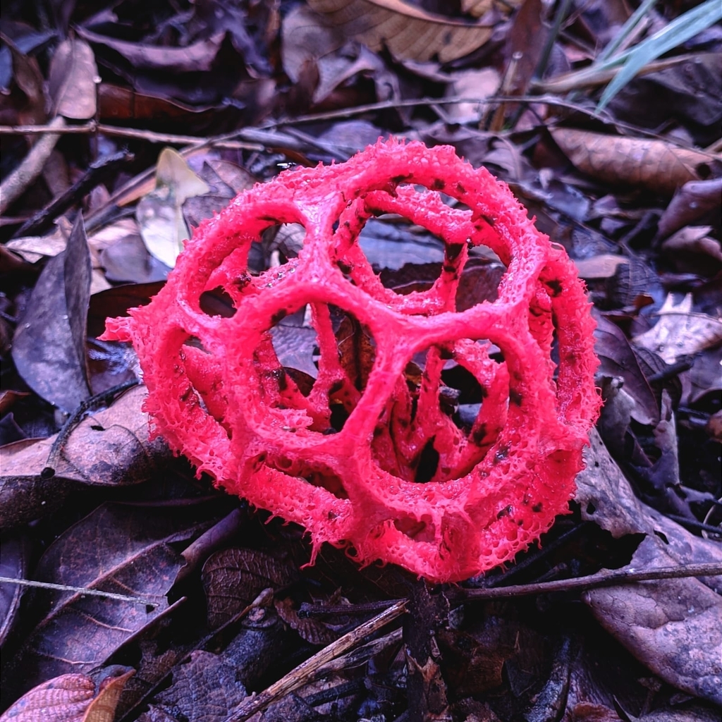 Clathrus cristatus · December 2022 · photo: © rafapsilva (iNaturalist, cc-by-sa)