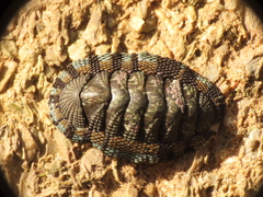 Sypharochiton sinclairi