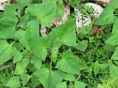 Munnozia
