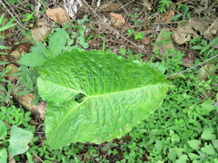 Xanthosoma