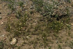 Goodenia fascicularis