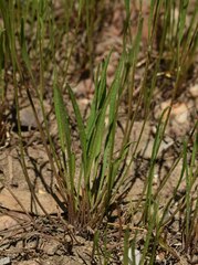 Goodenia fascicularis