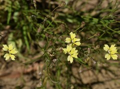 Goodenia fascicularis
