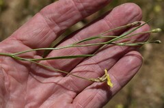 Goodenia fascicularis