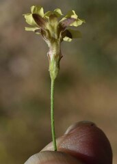 Goodenia fascicularis