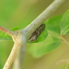 Cephisus siccifolius