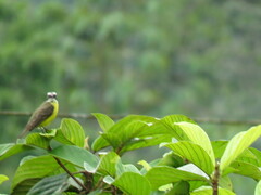 Myiozetetes granadensis