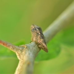 Cephisus siccifolius