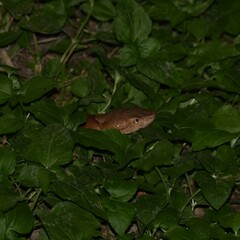 Agkistrodon laticinctus