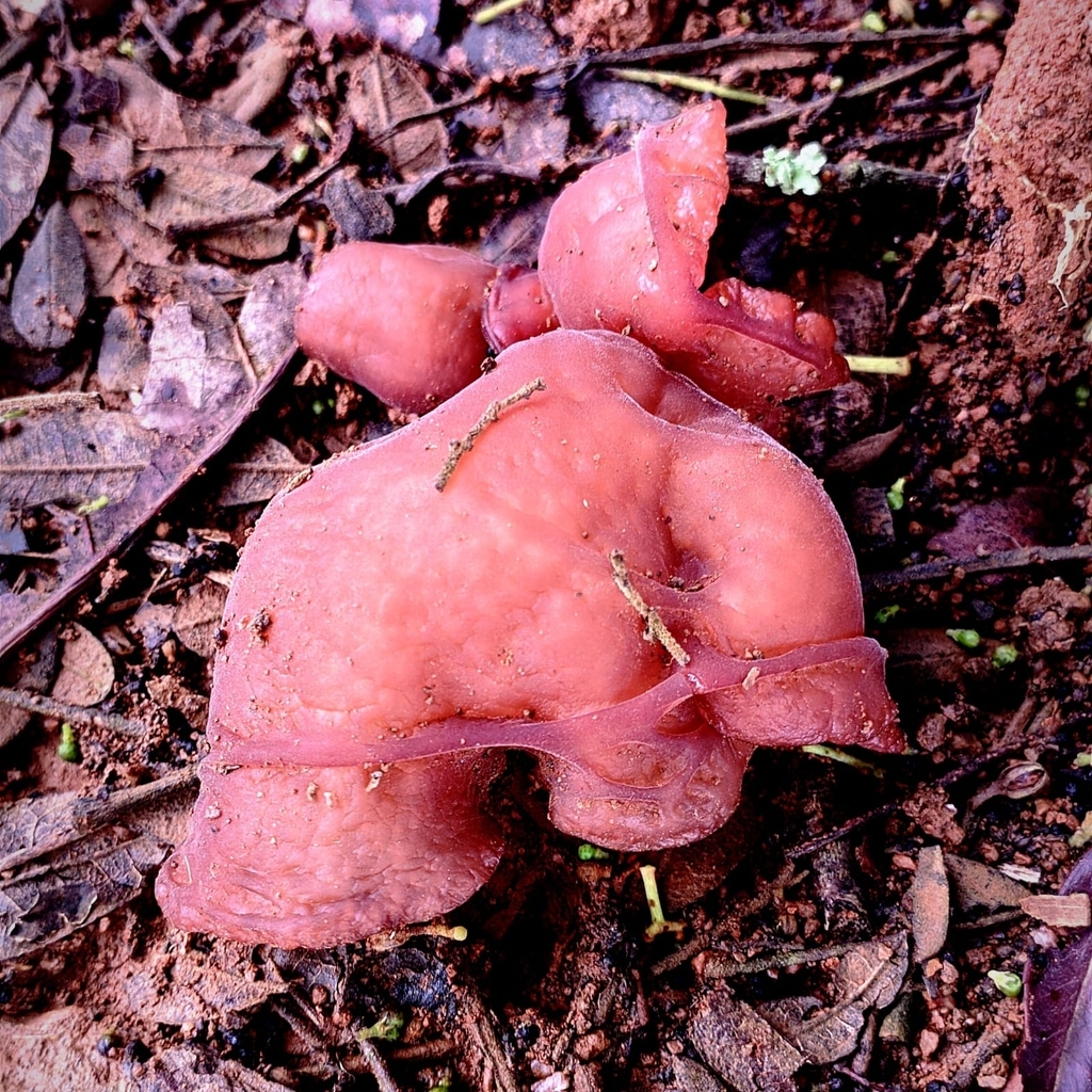 Auricularia fuscosuccinea · December 2022 · photo: © rafapsilva (iNaturalist, cc-by-sa)