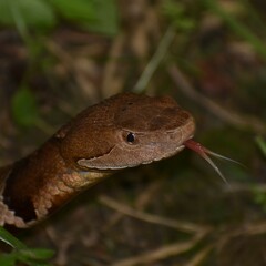 Agkistrodon laticinctus