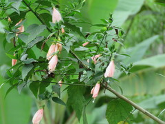 Malvaviscus penduliflorus