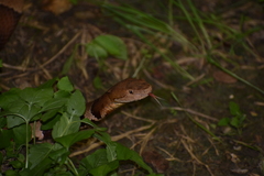 Agkistrodon laticinctus