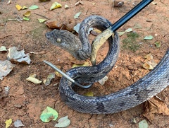 Trimorphodon biscutatus