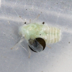 Dryinidae