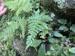Dryopteris formosana